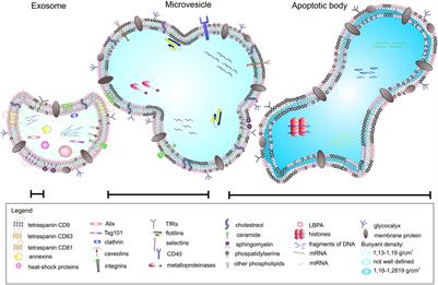 Role of Extracellular Vesicles in Glia-Neuron Intercellular Communication